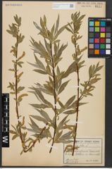 Foto von Salix alba L.